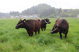 12.饭舘村的情况