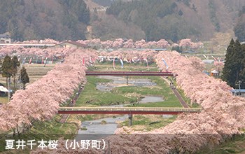 夏井千本桜（小野町）