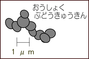 黄色ブドウ球菌の絵