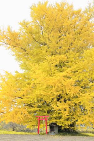 白幡のイチョウ