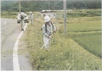 路肩の除草