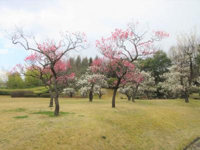 梅4