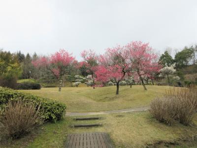 梅5