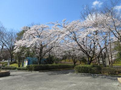 桜1