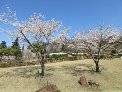 桜4
