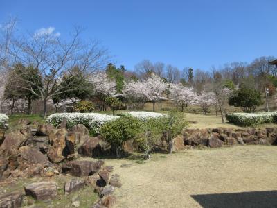 桜4-1