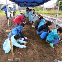 子どもアグリ科学教室　芋掘りの様子