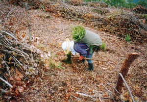 植え付け作業写真