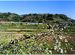 画像：桑折西山城跡