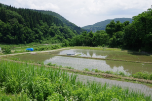 田の復旧