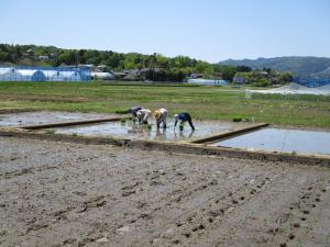 田植え