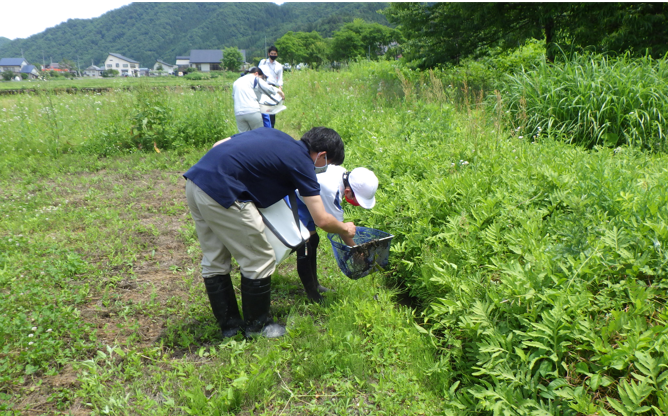 生きもの調査の様子