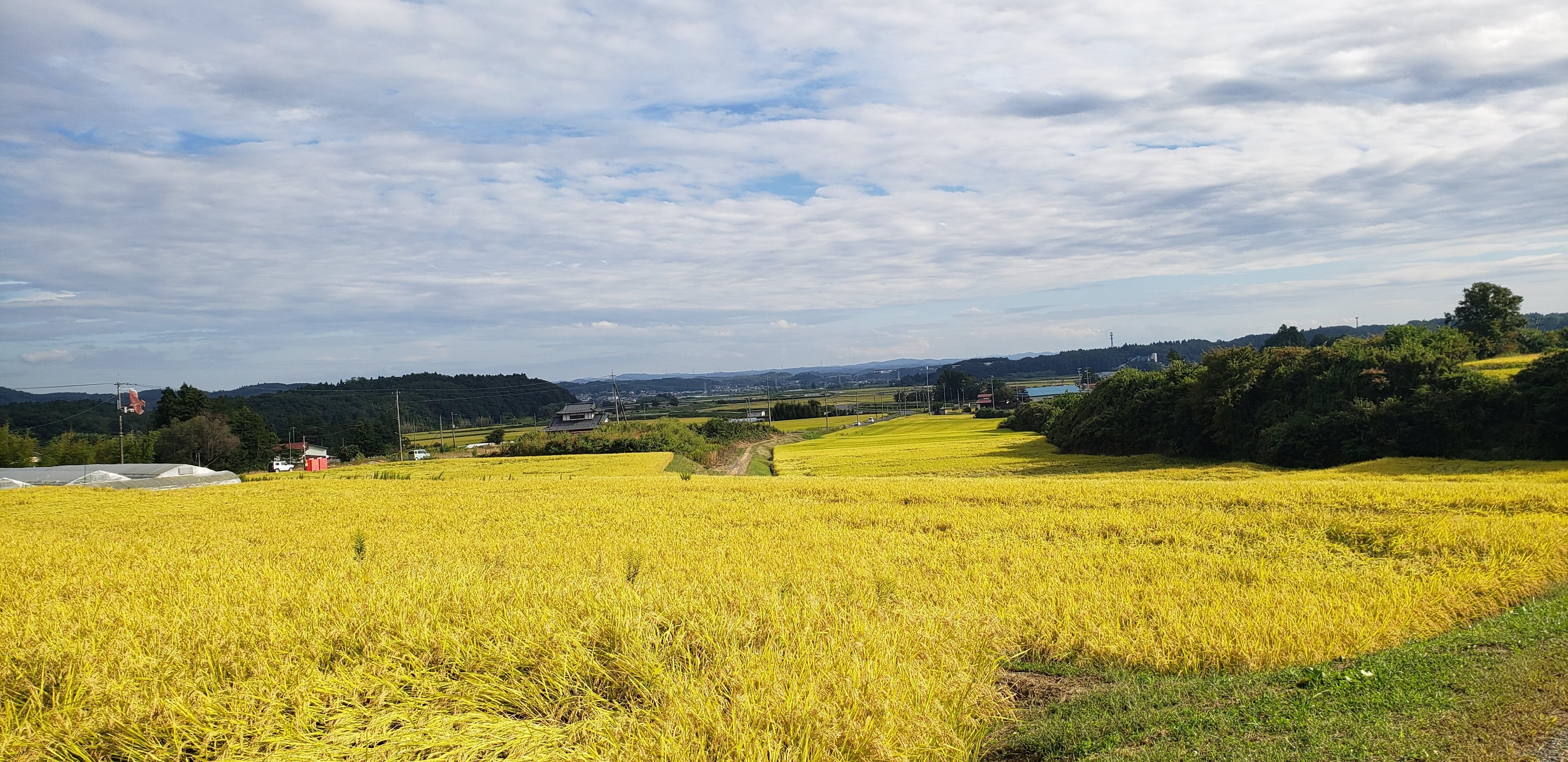 松葉田、新町の棚田