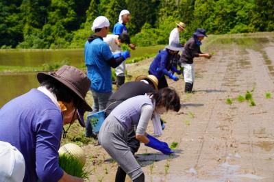 田植えの様子