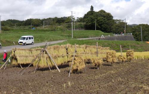 稲架掛け