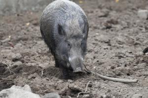 野生鳥獸放射性核種監測調查結果