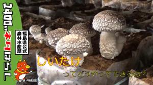 しいたけ