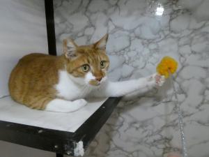 フレディ3