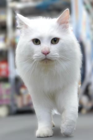 長毛