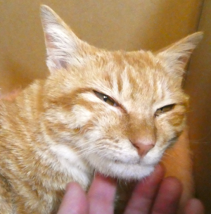ちまき４