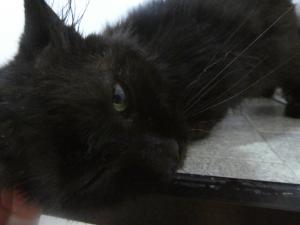 チャコ1