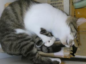 トビ1