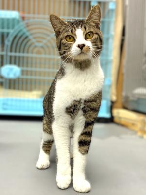 猫１