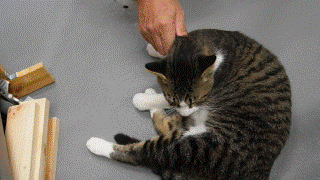 猫３