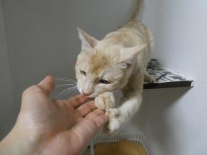あまおう１