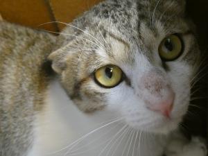 ショージ２