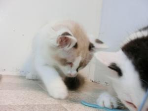 なずな３