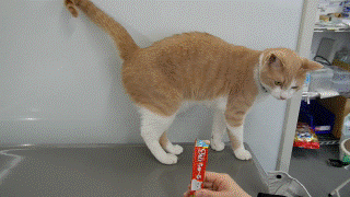 ねこ3