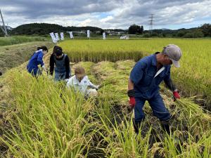 令和7年産「福､笑い」稲刈り写真2