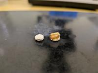 オタネニンジン種子