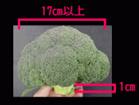 冷凍加工用ブロッコリー