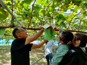 ぶどう狩り1