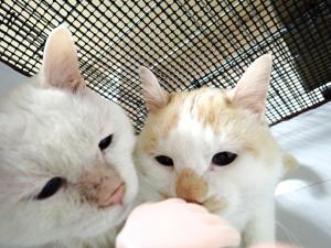 いわ１