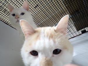 いわ３