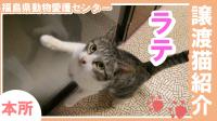 ラテ　さむね