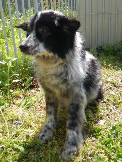 dog02