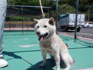 犬1