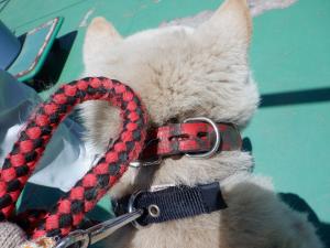 犬2