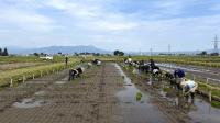 田植えの様子
