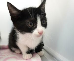 ねこ２