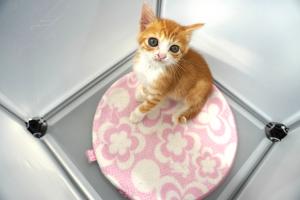 ねこ２