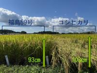 ほ場の様子