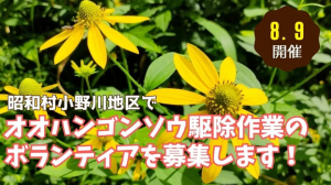 昭和村小野川地区オオハンゴンソウ駆除ボランティア