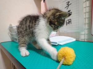 もっち2