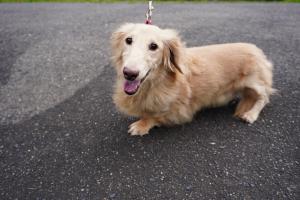 犬