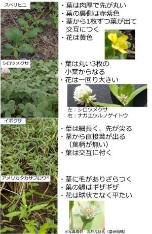 ナガエツルノゲイトウの類似植物との見分け方